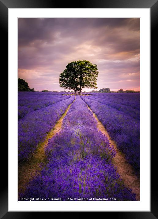 Lavender & Sunlight Framed Mounted Print by Kelvin Trundle