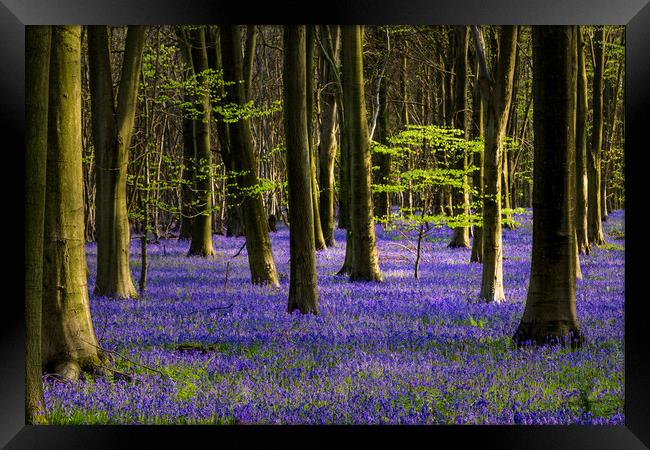 The Green & Blue of spring Framed Print by Kelvin Trundle