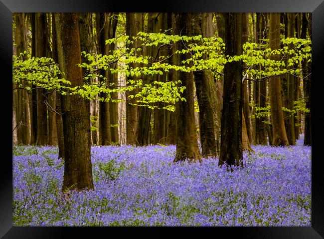 Bluebells in Challock woods Framed Print by Kelvin Trundle