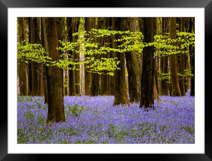 Bluebells in Challock woods Framed Mounted Print by Kelvin Trundle