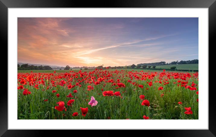 Fields of Red Framed Mounted Print by Kelvin Trundle