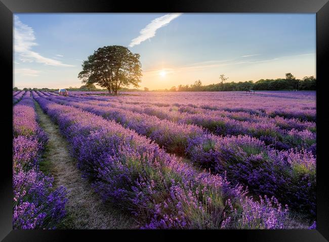 Golden Hour Lavender Framed Print by Kelvin Trundle