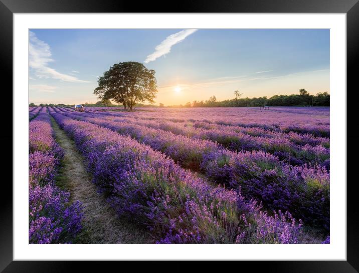 Golden Hour Lavender Framed Mounted Print by Kelvin Trundle