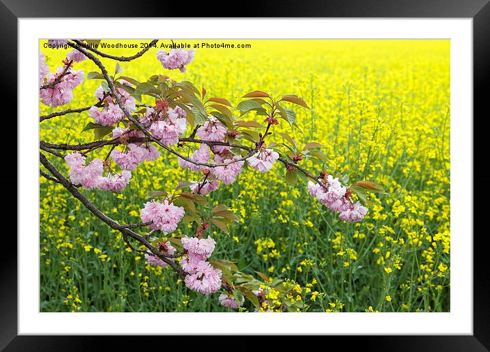Spring Blossom Framed Mounted Print by Julie Woodhouse
