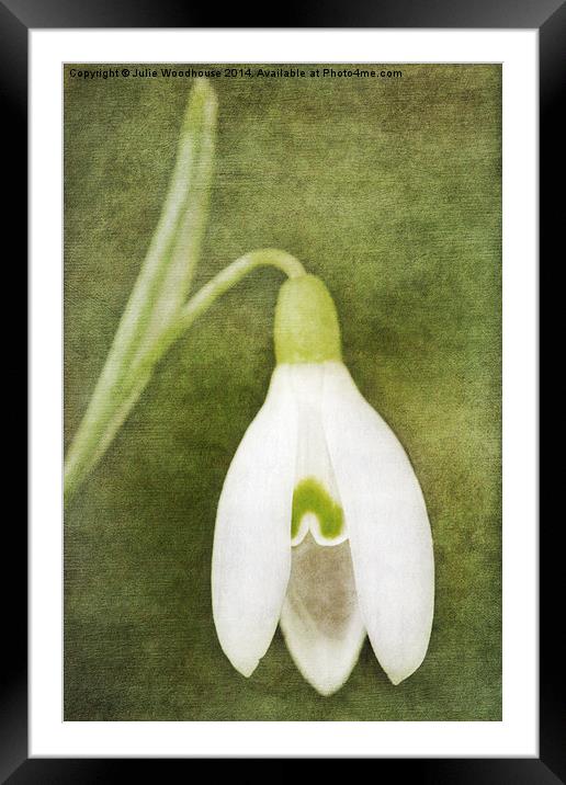Snowdrop Framed Mounted Print by Julie Woodhouse