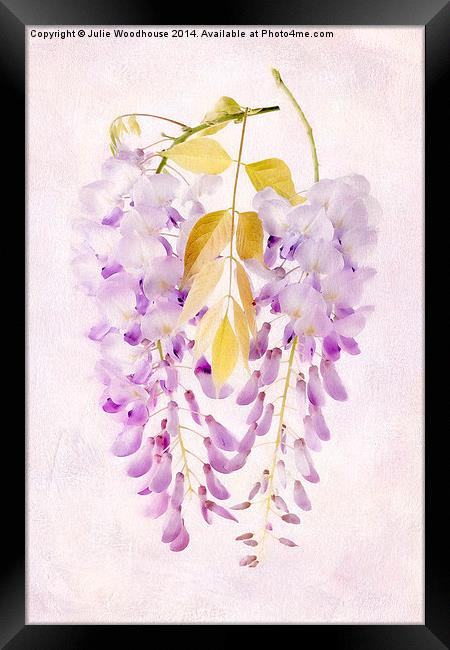 Wisteria Framed Print by Julie Woodhouse
