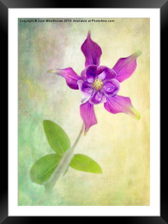 Aquilegia Framed Mounted Print by Julie Woodhouse
