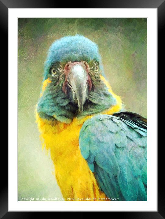 Blue-throated Macaw Ara glaucogularis Framed Mounted Print by Julie Woodhouse