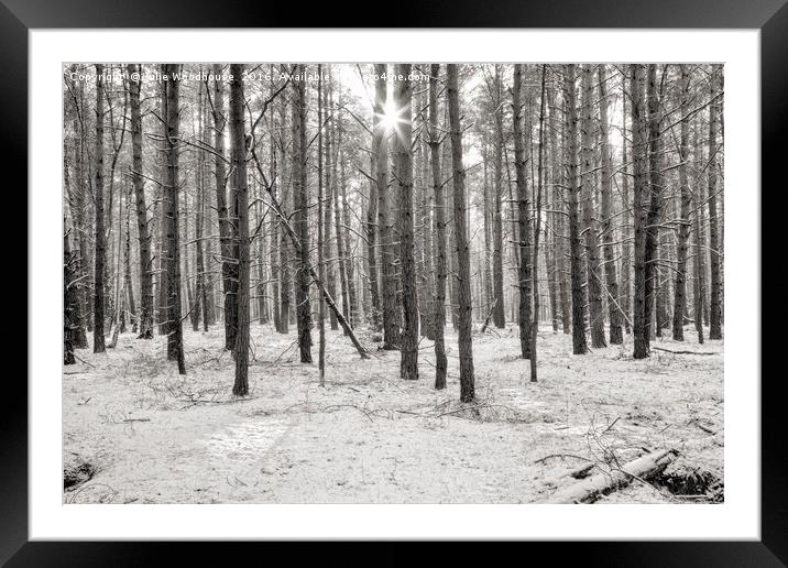 Winter forest Framed Mounted Print by Julie Woodhouse