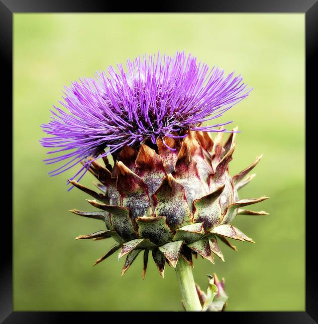  Purple Cadroon Framed Print by Michelle BAILEY