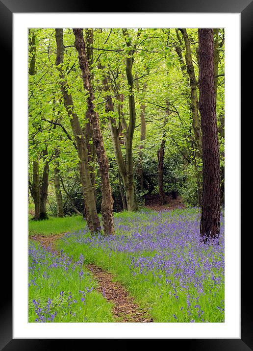  Bluebell Path Framed Mounted Print by Michelle BAILEY