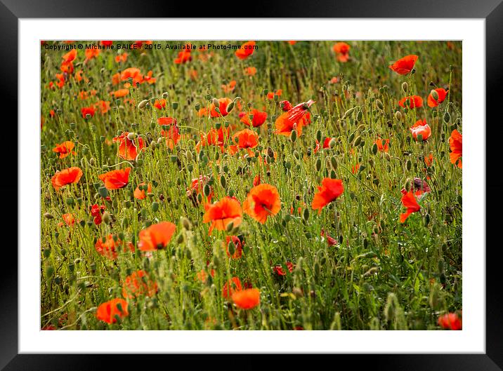  Summer Poppies Framed Mounted Print by Michelle BAILEY