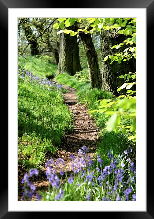 Spring Bluebell path Framed Mounted Print by John Keates
