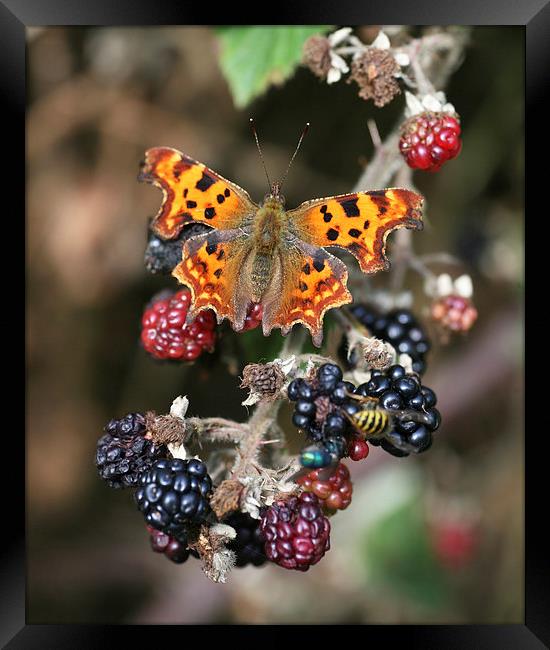 Comma (Polygonia c-album) butterfly Framed Print by John Keates