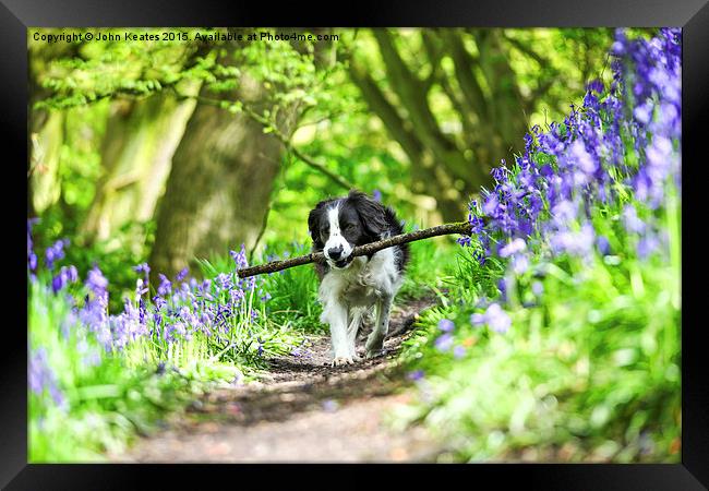 Molly the Border Collie enjoying fetching her stic Framed Print by John Keates