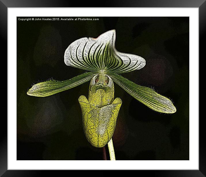 Paphiopedilum 'Copper Glow' Orchid flower Framed Mounted Print by John Keates