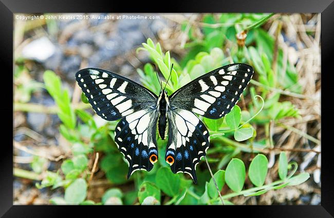 Anise swallowtail butterfly (Papilio zelicaon) Framed Print by John Keates