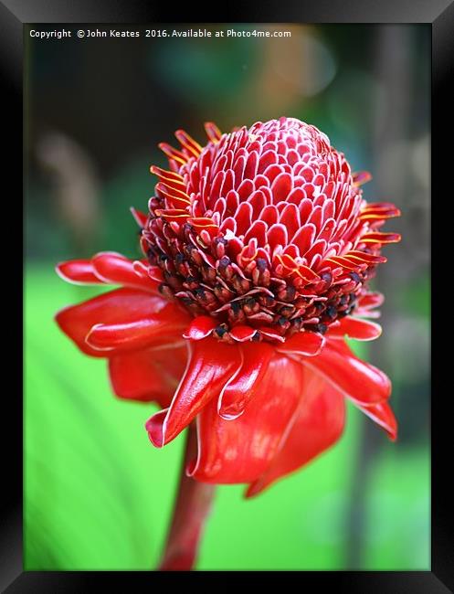 The red flower of a Ginger plant 'Red Torch' (Etli Framed Print by John Keates