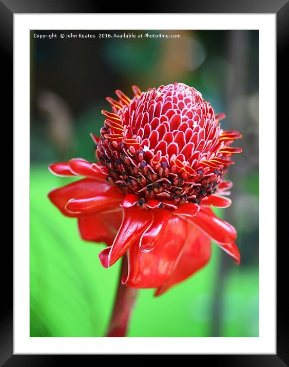 The red flower of a Ginger plant 'Red Torch' (Etli Framed Mounted Print by John Keates