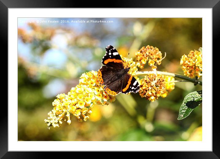 A Red Admiral butterfly on a Yellow Buddleja Framed Mounted Print by John Keates