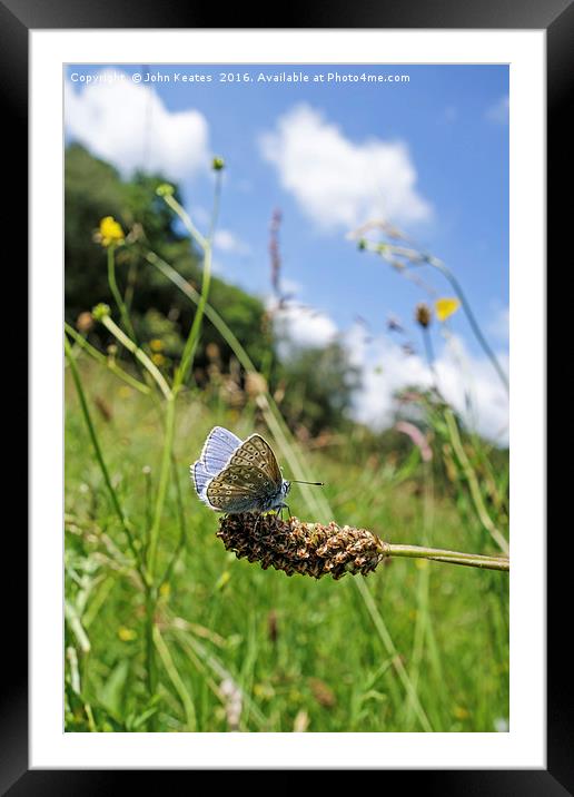 A male Common Blue (Polyommatus icarus) butterfly Framed Mounted Print by John Keates