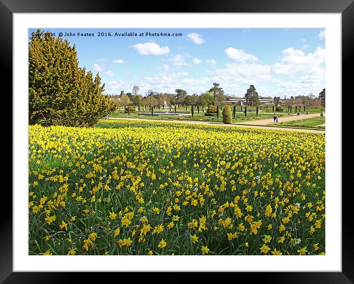 Spring Daffodils at Trentham Gardens Stoke on Tren Framed Mounted Print by John Keates