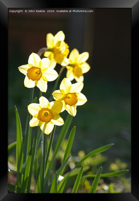 Sunny Daffodils  Framed Print by John Keates