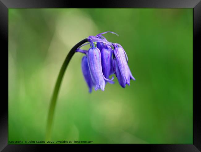 Close up of a Common Bluebell Framed Print by John Keates