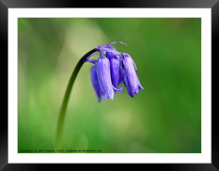 Close up of a Common Bluebell Framed Mounted Print by John Keates