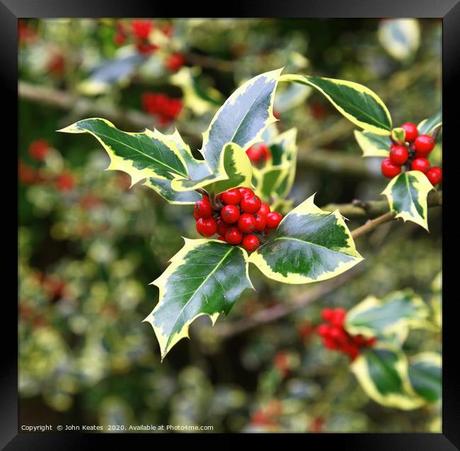 Common Holly, Ilex aquifolium 'Madame Briot' Framed Print by John Keates