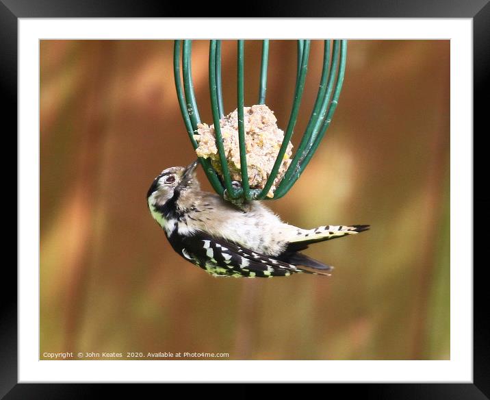 Lesser spotted woodpecker (Dendrocopos minor) Framed Mounted Print by John Keates