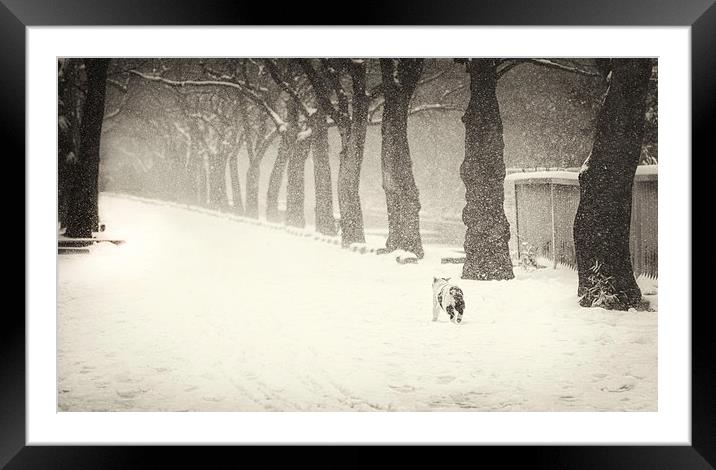 Snowy moggy Framed Mounted Print by Chris Gilloch