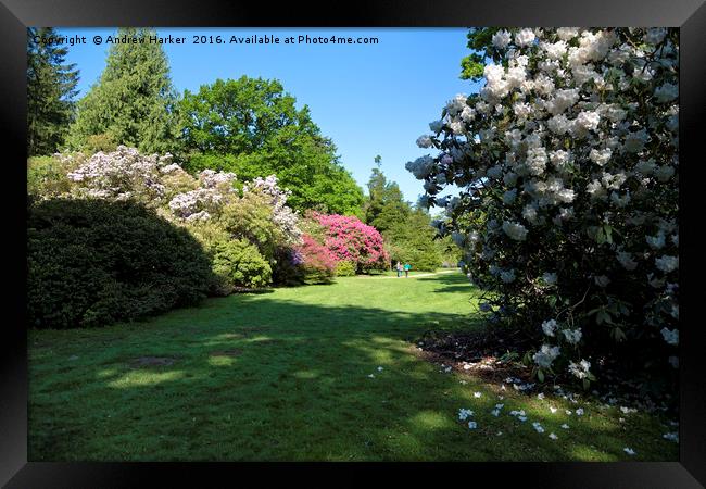 Rhododendrons at Heavens Gate, Longleat, UK Framed Print by Andrew Harker