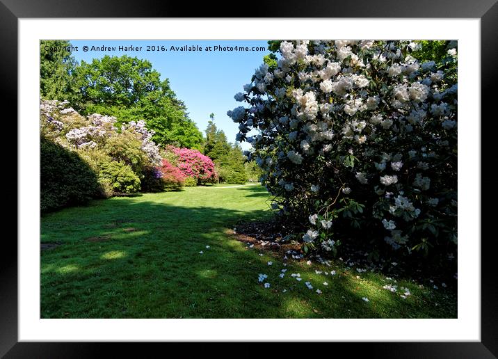Rhododendrons at Heavens Gate, Longleat, UK Framed Mounted Print by Andrew Harker