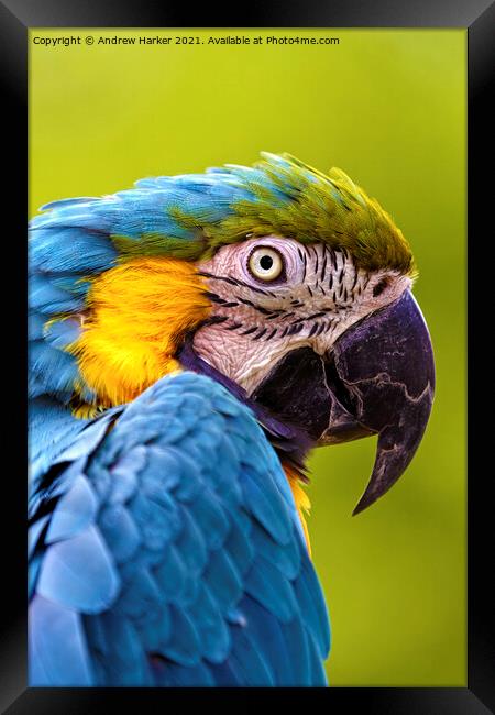 Blue and Yellow Macaw  Framed Print by Andrew Harker