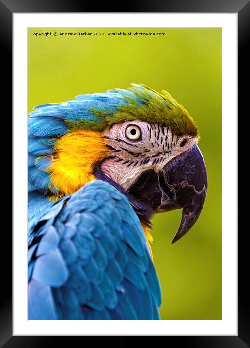 Blue and Yellow Macaw  Framed Mounted Print by Andrew Harker