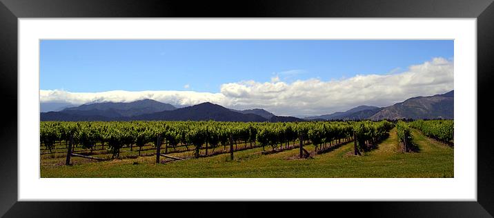 Marlborough Vineyards New Zealand Framed Mounted Print by Jon Moss