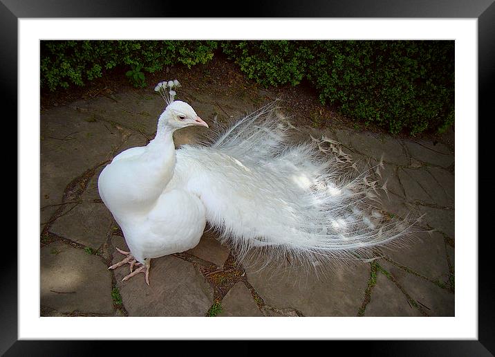 Albino Peacock Framed Mounted Print by Harry Hadders