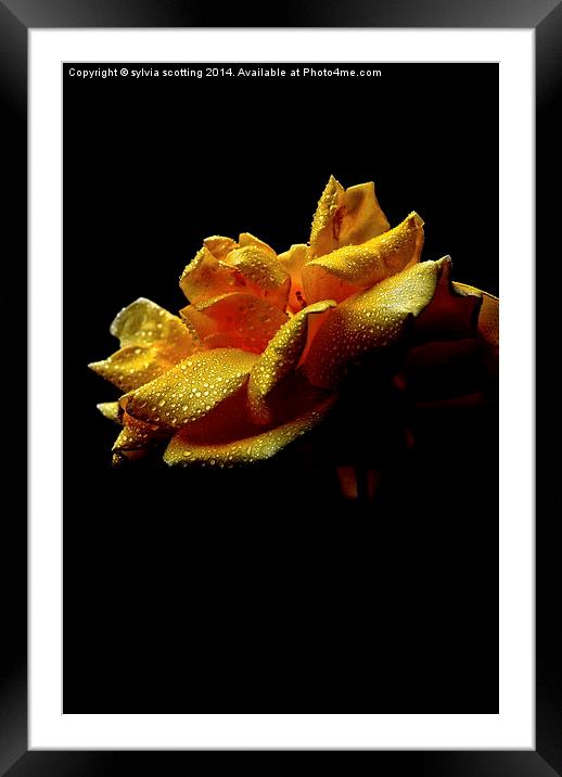 Rose Framed Mounted Print by sylvia scotting