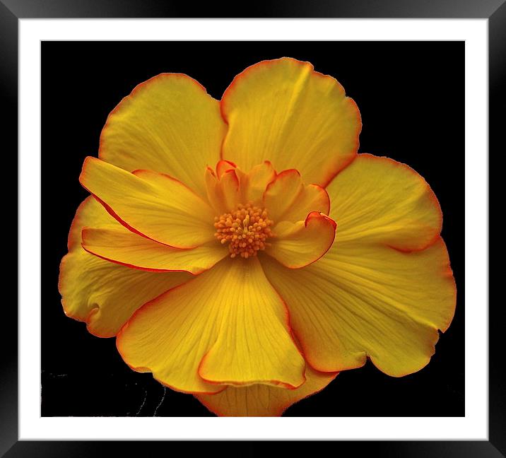 Yellow Flower Framed Mounted Print by sylvia scotting