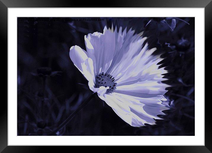  Reach for the sun Framed Mounted Print by sylvia scotting