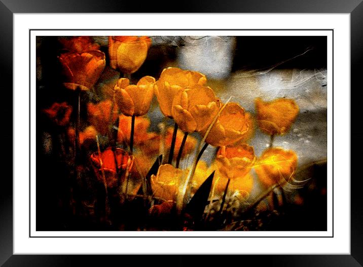  Tulips in bloom Framed Mounted Print by sylvia scotting