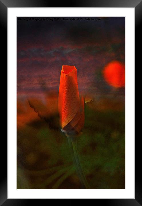  Poppy Bud Framed Mounted Print by sylvia scotting