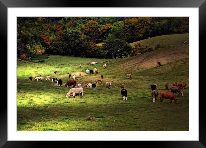  Grazing in sunshine Framed Mounted Print by sylvia scotting