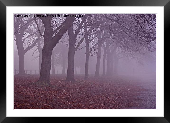  Misty Autumn  Framed Mounted Print by sylvia scotting
