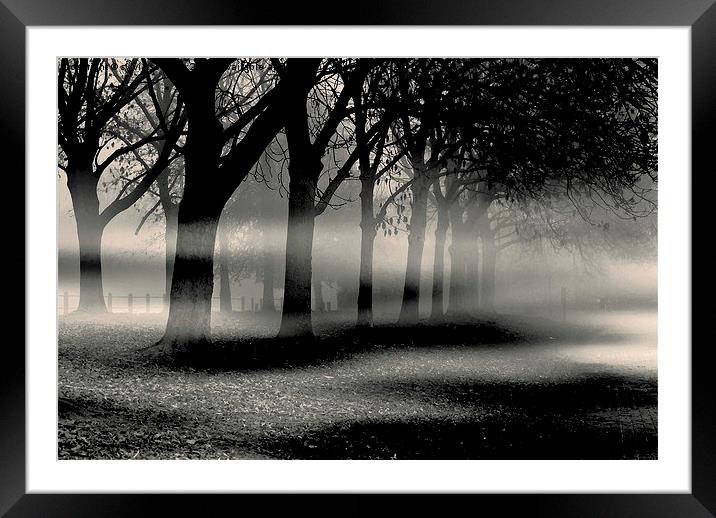  Mist and Mystery  Framed Mounted Print by sylvia scotting