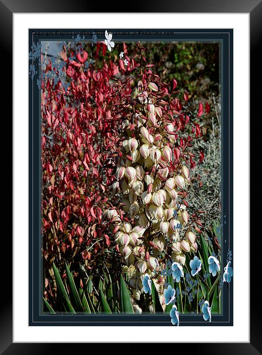  In full bloom Framed Mounted Print by sylvia scotting
