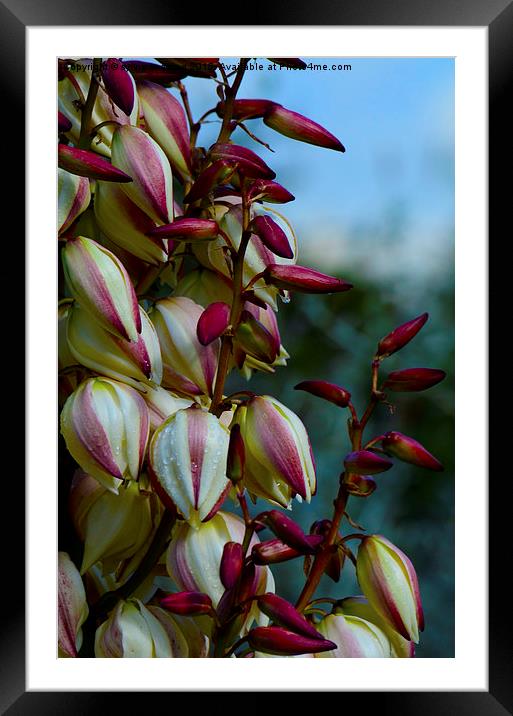 Autumn in bloom Framed Mounted Print by sylvia scotting