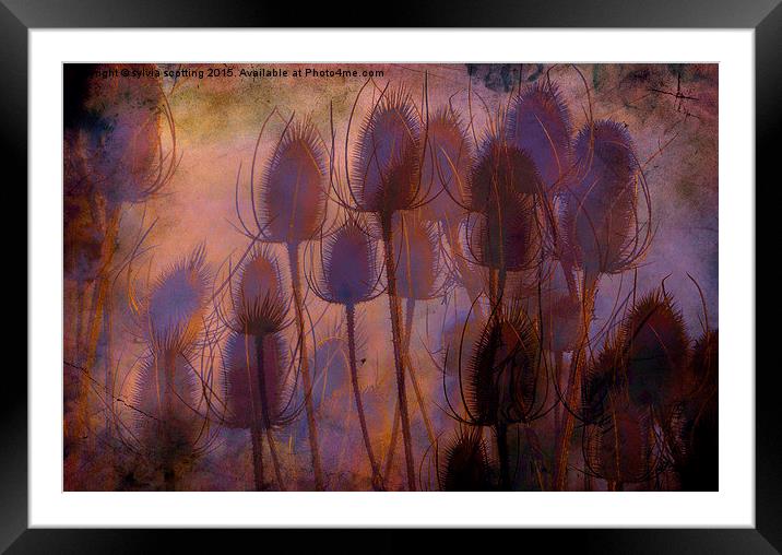  Sunset and thistles  Framed Mounted Print by sylvia scotting