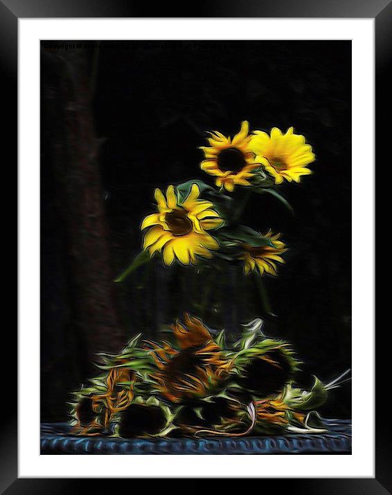  Sunflowers  Framed Mounted Print by sylvia scotting